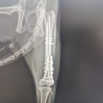 Yalıkavak Veteriner Cerrahi ve ortopedi
