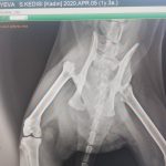 Yalıkavak Veteriner Cerrahi ve ortopedi