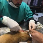 Yalıkavak Veteriner Cerrahi