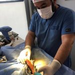 Yalıkavak Veteriner Cerrahi ve ortopedi