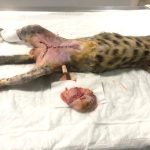 Yalıkavak Veteriner Cerrahi ve ortopedi
