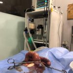 Yalıkavak Veteriner Cerrahi Kliniği