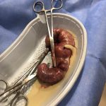 Yalıkavak Veteriner Cerrahi Kliniği