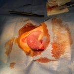 Yalıkavak Veteriner Cerrahi Kliniği