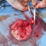 Yalıkavak Veteriner Cerrahi Kliniği