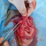 Yalıkavak Veteriner Cerrahi Kliniği