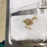 Yalıkavak Veteriner Cerrahi ve ortopedi