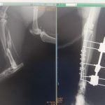 Yalıkavak Veteriner Cerrahi ve ortopedi
