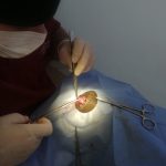 Yalıkavak Veteriner Cerrahi ve ortopedi