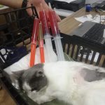 Yalıkavak Veteriner Cerrahi ve ortopedi