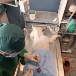 Yalıkavak Veteriner Cerrahi Kliniği