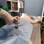 Yalıkavak Veteriner Cerrahi Kliniği