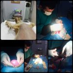 Yalıkavak Veteriner Cerrahi ve ortopedi