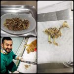 Yalıkavak Veteriner Cerrahi ve ortopedi