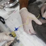 Yalıkavak Veteriner Cerrahi ve ortopedi